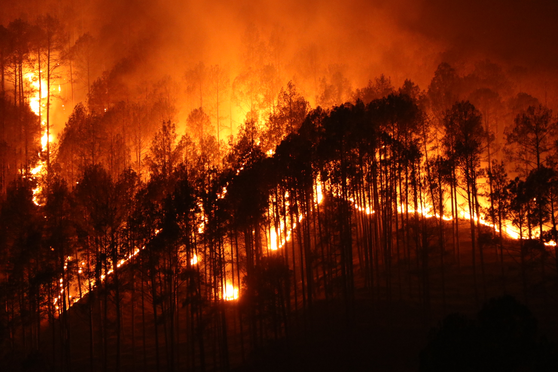 Forest fires in the Himalaya