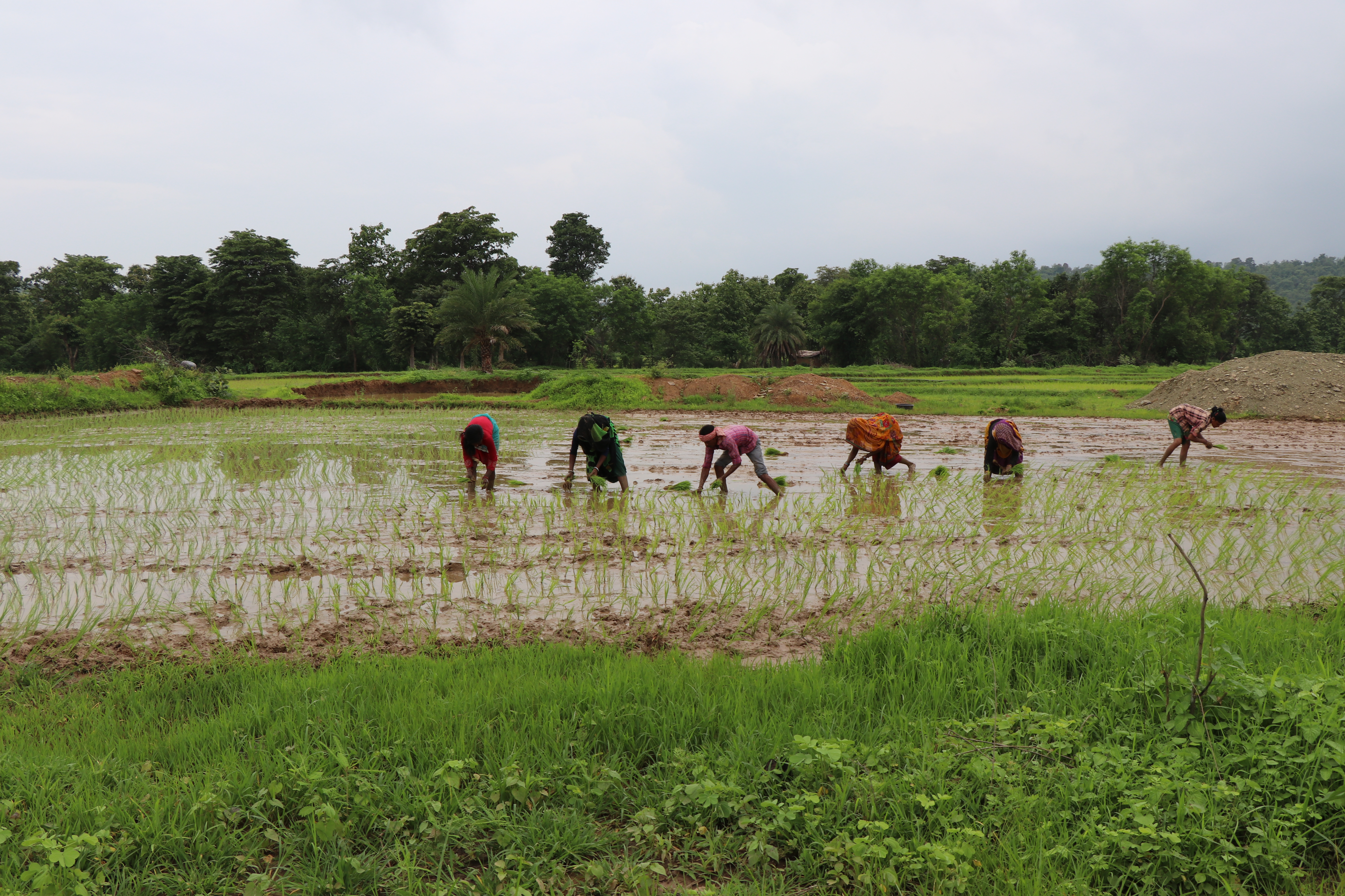 Rice transplanting