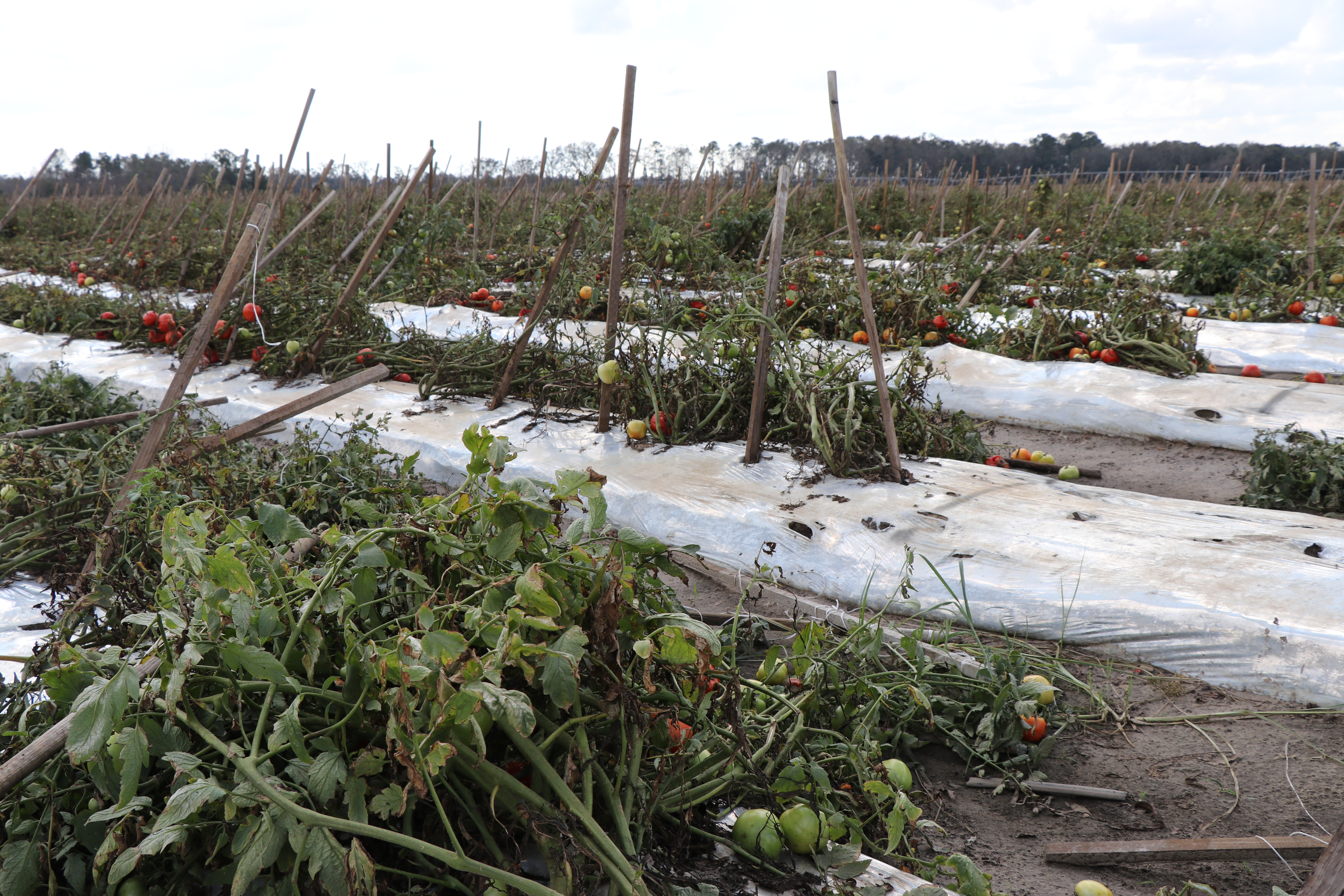 Hurricane Michael, peanut damage, damage to tomato crop