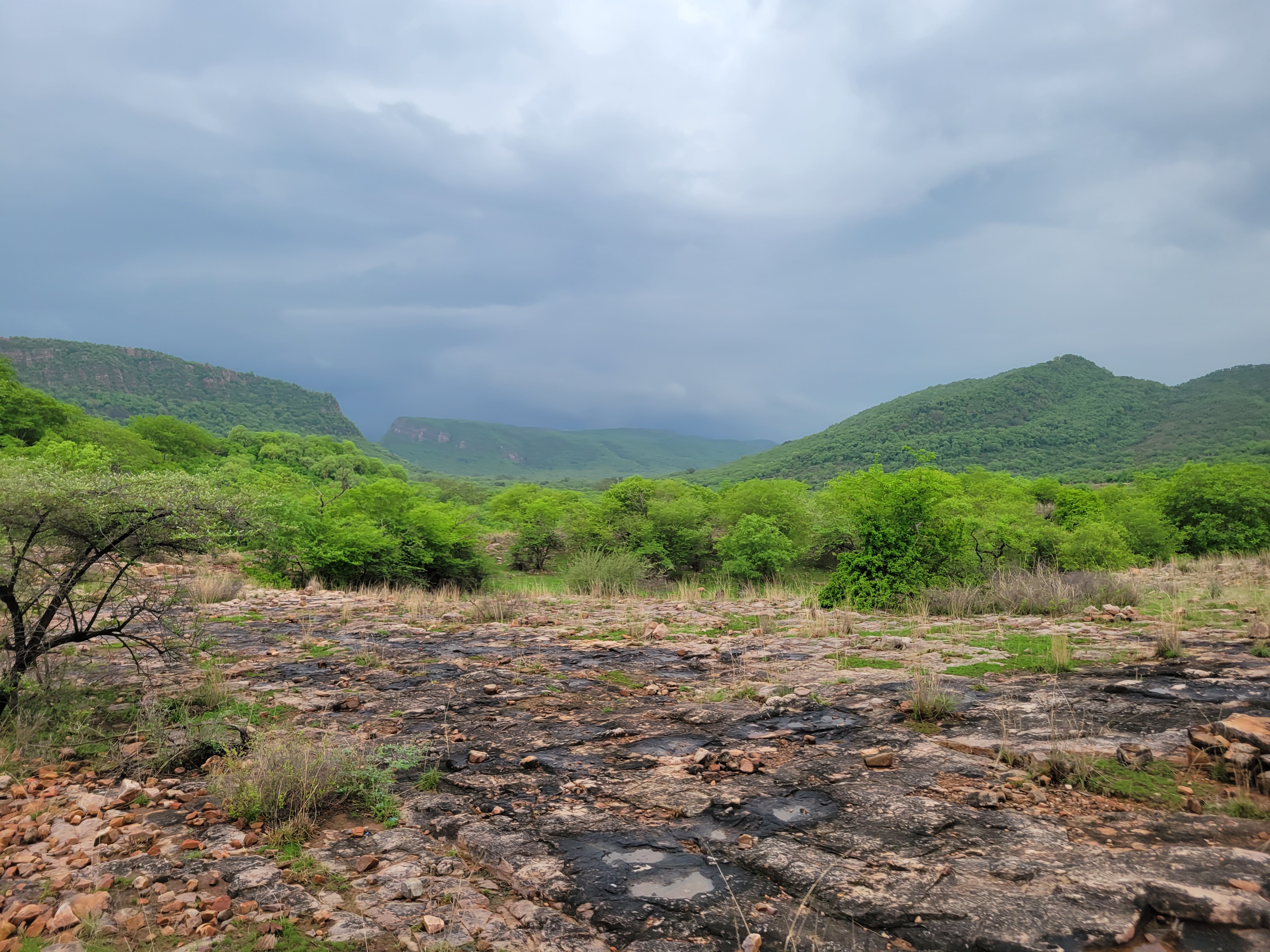 Monsoon in the dry deciduous ecosystem