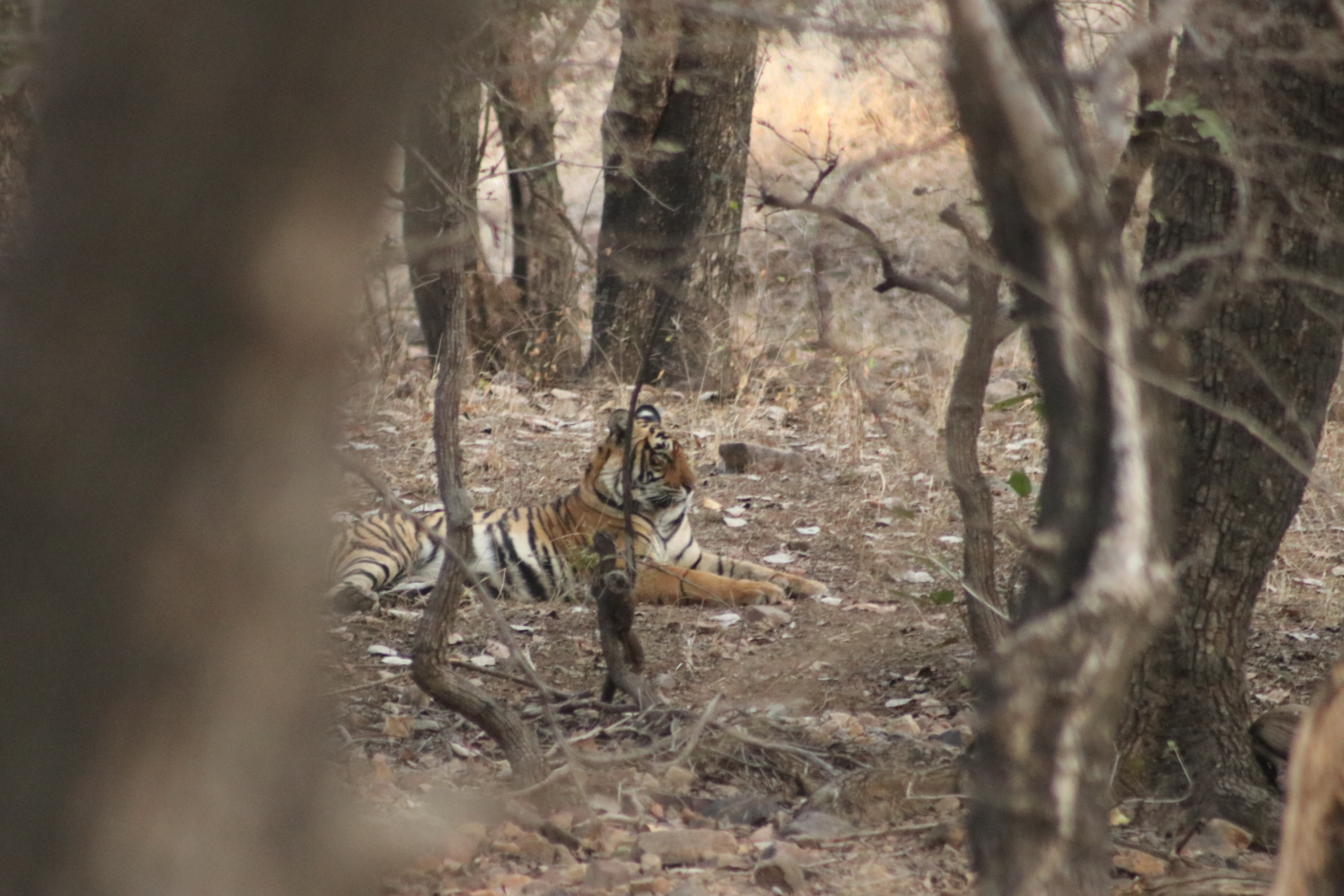 The King of Ranthambore
