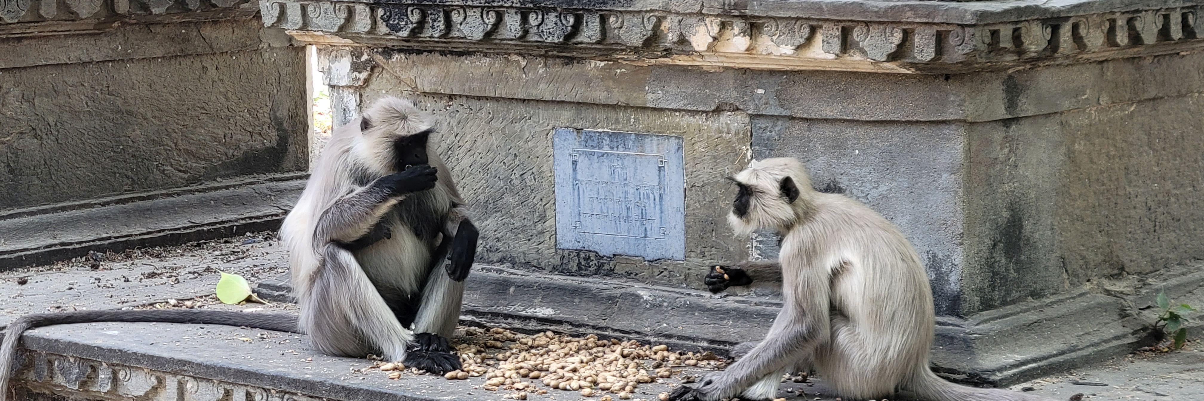 Langur discussion at a cenotaph in Udaipur, India